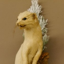 Hermelijn Wezel Winter Vacht Hoogte 33 cm Opgezette dieren taxidermy 89.1.54