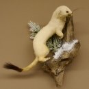 Hormita comadreja invierno pelaje altura 33 cm animal disecado taxidermia 89.1.54