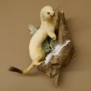 Hormita comadreja invierno pelaje altura 33 cm animal disecado taxidermia 89.1.54