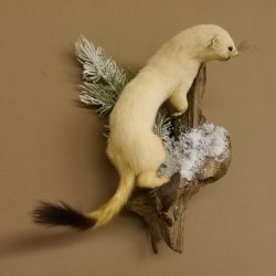 Hormita comadreja invierno pelaje altura 33 cm animal disecado taxidermia 89.1.54