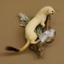 Hormita comadreja invierno pelaje altura 33 cm animal disecado taxidermia 89.1.54