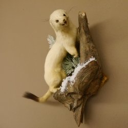 Hormita comadreja invierno pelaje altura 33 cm animal disecado taxidermia 89.1.54