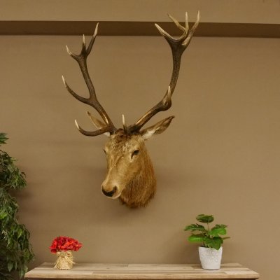 Ciervo rojo impar 12 puntas Cabeza Hombro Cabeza de ciervo rojo Preparado Altura 108 cm Cabeza de ciervo