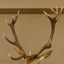 Ciervo rojo impar 12 puntas Cabeza Hombro Cabeza de ciervo rojo Preparado Altura 108 cm Cabeza de ciervo