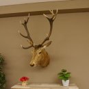 Ciervo rojo impar 12 puntas Cabeza Hombro Cabeza de ciervo rojo Preparado Altura 108 cm Cabeza de ciervo