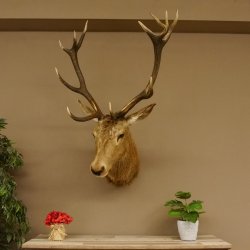Ciervo rojo impar 12 puntas Cabeza Hombro Cabeza de ciervo rojo Preparado Altura 108 cm Cabeza de ciervo