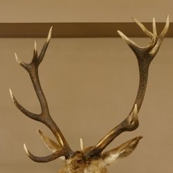 Ciervo rojo impar 12 puntas Cabeza Hombro Cabeza de ciervo rojo Preparado Altura 108 cm Cabeza de ciervo