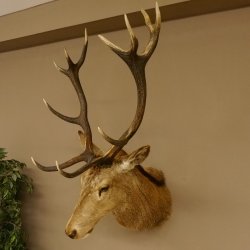 Ciervo rojo impar 12 puntas Cabeza Hombro Cabeza de ciervo rojo Preparado Altura 108 cm Cabeza de ciervo
