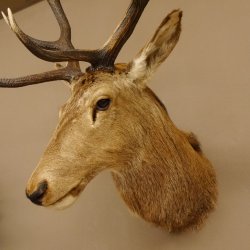 Ciervo rojo impar 12 puntas Cabeza Hombro Cabeza de ciervo rojo Preparado Altura 108 cm Cabeza de ciervo