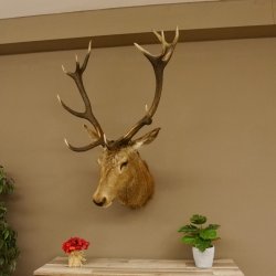 Ciervo rojo impar 12 puntas Cabeza Hombro Cabeza de ciervo rojo Preparado Altura 108 cm Cabeza de ciervo