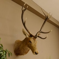 Ciervo rojo impar 12 puntas Cabeza Hombro Cabeza de ciervo rojo Preparado Altura 108 cm Cabeza de ciervo