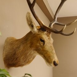Ciervo rojo impar 12 puntas Cabeza Hombro Cabeza de ciervo rojo Preparado Altura 108 cm Cabeza de ciervo