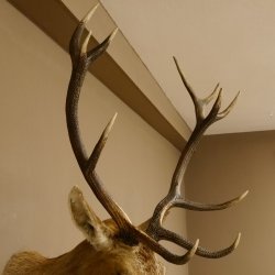 Ciervo rojo impar 12 puntas Cabeza Hombro Cabeza de ciervo rojo Preparado Altura 108 cm Cabeza de ciervo