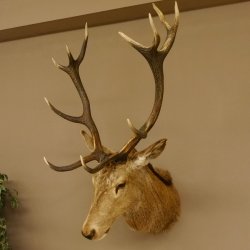 Ciervo rojo impar 12 puntas Cabeza Hombro Cabeza de ciervo rojo Preparado Altura 108 cm Cabeza de ciervo