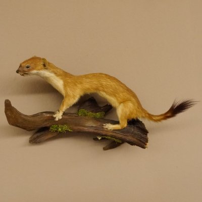 Hermelin Wiesel Sommer Fell Präparat Höhe 16 cm Tierpräparat 89.2.90