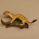 Hermelin Wiesel Sommer Fell Präparat Höhe 16 cm Tierpräparat 89.2.90