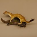Hermelin Wiesel Sommer Fell Präparat Höhe 16 cm Tierpräparat 89.2.90