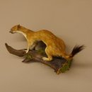 Hermelin Wiesel Sommer Fell Präparat Höhe 16 cm Tierpräparat 89.2.90