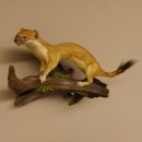 Hermelin Wiesel Sommer Fell Präparat Höhe 16 cm Tierpräparat 89.2.90