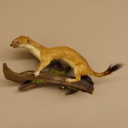 Hermelin Wiesel Sommer Fell Präparat Höhe 16 cm Tierpräparat 89.2.90