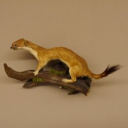 Hermelin Wiesel Sommer Fell Präparat Höhe 16 cm Tierpräparat 89.2.90