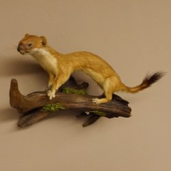 Hermelin Wiesel Sommer Fell Präparat Höhe 16 cm Tierpräparat 89.2.90