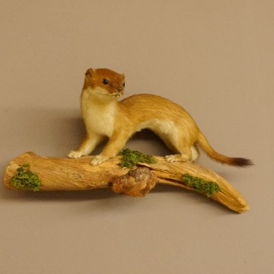Hermelin Wiesel Sommer Fell Präparat Höhe 15 cm Tierpräparat 89.2.91
