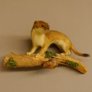 Hermelin Wiesel Sommer Fell Präparat Höhe 15 cm Tierpräparat 89.2.91