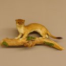 Hermelin Wiesel Sommer Fell Präparat Höhe 15 cm Tierpräparat 89.2.91