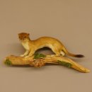 Hermelin Wiesel Sommer Fell Präparat Höhe 15 cm Tierpräparat 89.2.91