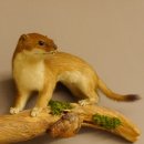 Hermelin Wiesel Sommer Fell Präparat Höhe 15 cm Tierpräparat 89.2.91