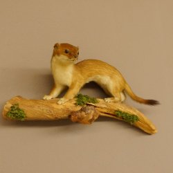 Hermelin Wiesel Sommer Fell Präparat Höhe 15 cm Tierpräparat 89.2.91