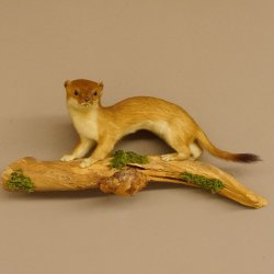 Hermelin Wiesel Sommer Fell Präparat Höhe 15 cm Tierpräparat 89.2.91