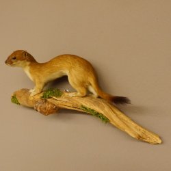 Hermelin Wiesel Sommer Fell Präparat Höhe 15 cm Tierpräparat 89.2.91