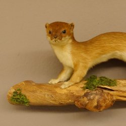 Hermelin Wiesel Sommer Fell Präparat Höhe 15 cm Tierpräparat 89.2.91