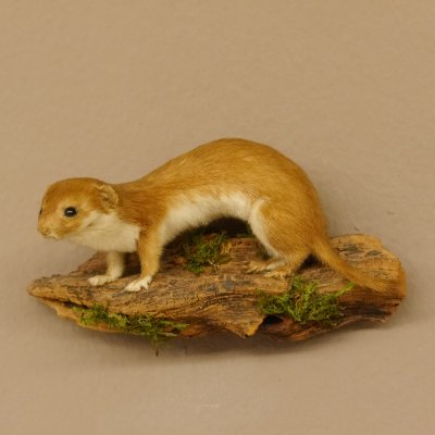 Mauswiesel Präparat Sommerfell Maus Wiesel Tierpräparat taxidermy Deko 89.3.28