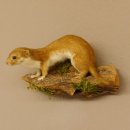 Mauswiesel Präparat Sommerfell Maus Wiesel Tierpräparat taxidermy Deko 89.3.28