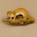 Mauswiesel Präparat Sommerfell Maus Wiesel Tierpräparat taxidermy Deko 89.3.28
