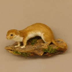 Mauswiesel Präparat Sommerfell Maus Wiesel Tierpräparat taxidermy Deko 89.3.28