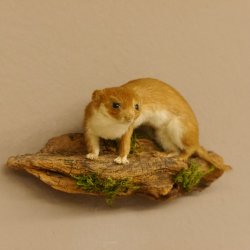 Mauswiesel Präparat Sommerfell Maus Wiesel Tierpräparat taxidermy Deko 89.3.28