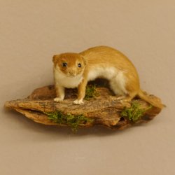 Mauswiesel Präparat Sommerfell Maus Wiesel Tierpräparat taxidermy Deko 89.3.28