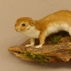 Mauswiesel Präparat Sommerfell Maus Wiesel Tierpräparat taxidermy Deko 89.3.28