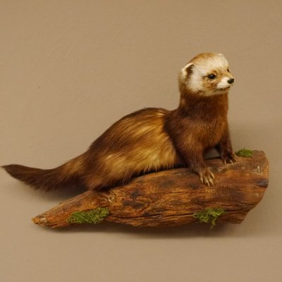 Iltis Tier Präparat Höhe 26 cm auf Holzstamm Tierpräparat taxidermy 89.4.79