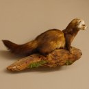 Iltis Tier Präparat Höhe 26 cm auf Holzstamm Tierpräparat taxidermy 89.4.79