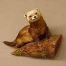 Iltis Tier Präparat Höhe 26 cm auf Holzstamm Tierpräparat taxidermy 89.4.79