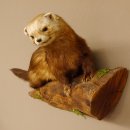 Iltis Tier Präparat Höhe 26 cm auf Holzstamm Tierpräparat taxidermy 89.4.79