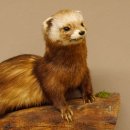Iltis Tier Präparat Höhe 26 cm auf Holzstamm Tierpräparat taxidermy 89.4.79