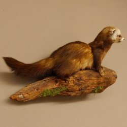 Iltis Tier Präparat Höhe 26 cm auf Holzstamm Tierpräparat taxidermy 89.4.79
