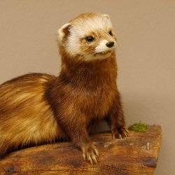 Iltis Tier Präparat Höhe 26 cm auf Holzstamm Tierpräparat taxidermy 89.4.79