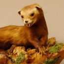 Iltis Tier Präparat Höhe 18 cm auf Holzstamm Tierpräparat taxidermy 89.4.80